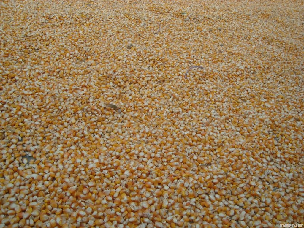 Maize | Maize Exporter | Corn Grain Seller | Maize Buyer | Bulk Maize Grain Importer | Corn bean Buyer | Corn bean Wholesaler | Corn Grain Manufacturer | Best Quality Corn Grain | Cheap Maize Supplier | Low Price Corn | Yellow Corn | White Cron | Baby Ma