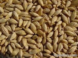 barley feed