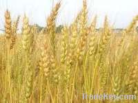 Organic Wheat Seeds