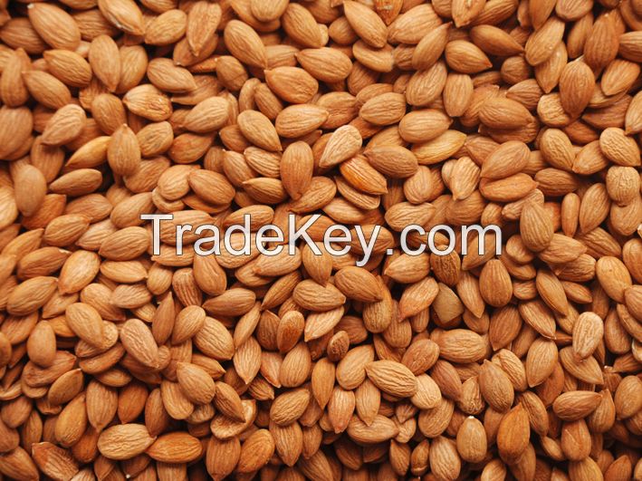 apricot kernels