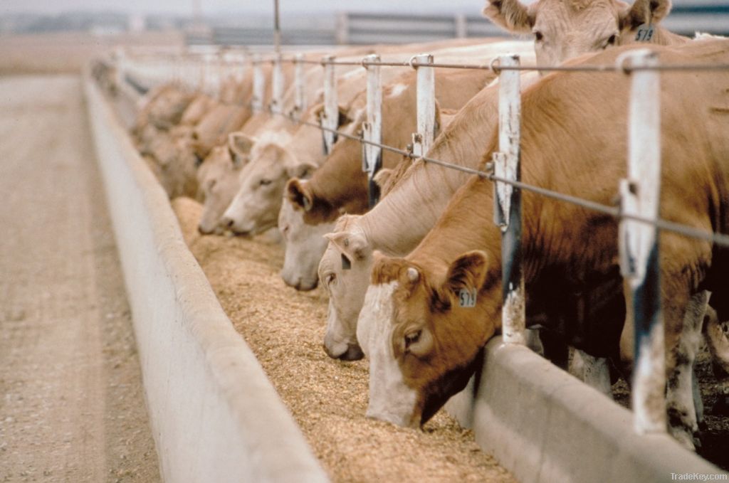 Dairy cattle feed