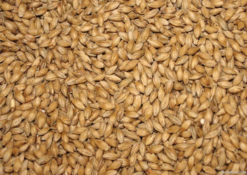 Barley For Cattle Feed