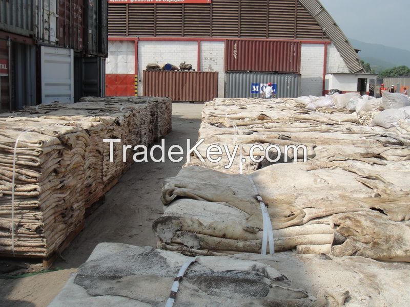  Raw Wet Salted Cattle Hides | Cow Skins /Buffalo Horns for Sale