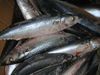 EU approved frozen mackerel