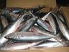 new frozen pacific mackerel(sea frozen)300-500g