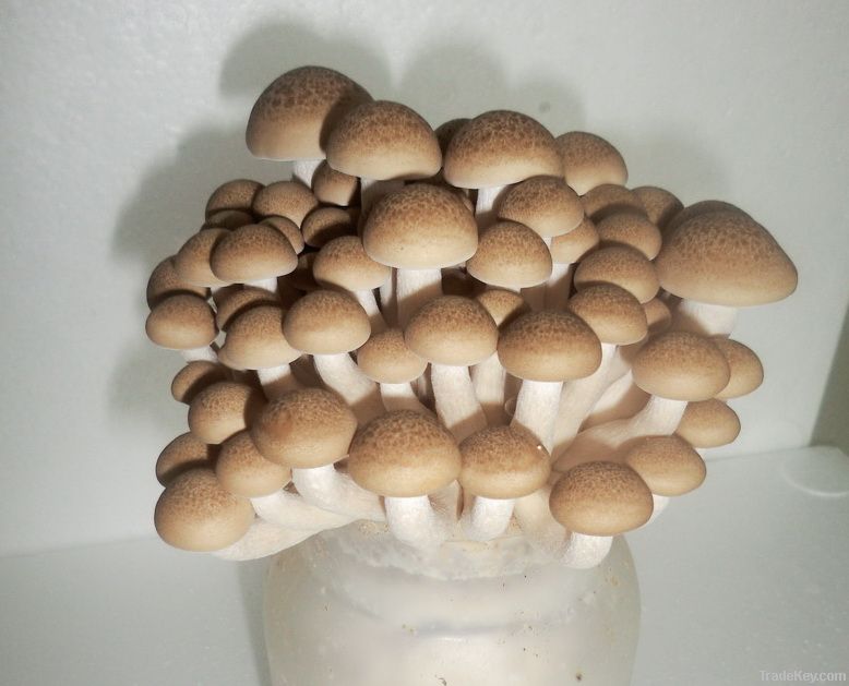 Brown-Shimeji Mushroom
