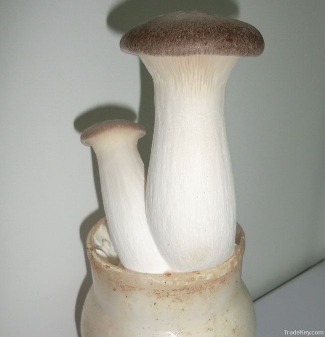 Fresh Mushroom