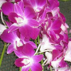 Dendrobium Orchids