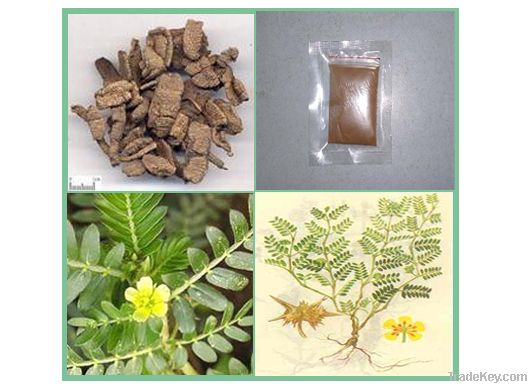 natural plant tribulus terrestris extract powder