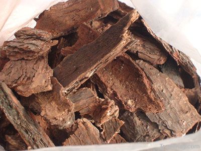 high quality french pine bark extract/pine bark extract powder