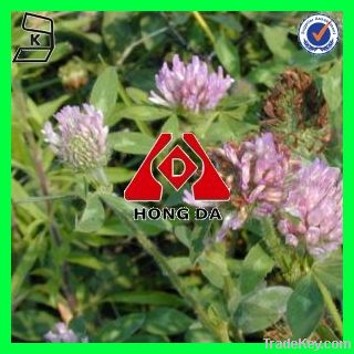 KOSHER Certificated Red Clover extract