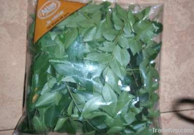 Curry Leaves from Sri Lanka