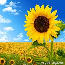 SUNFLOWER OIL