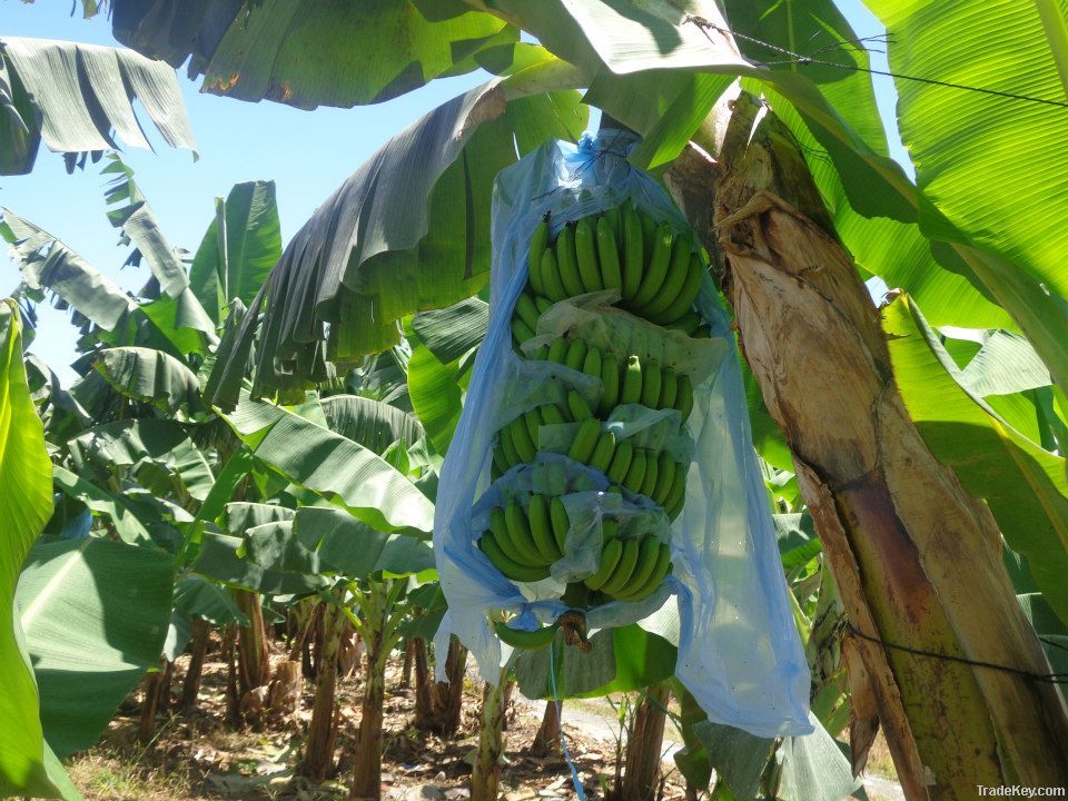 Fresh Cavendish Banana Best Quality Dole