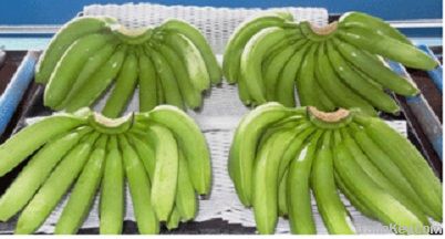 Fresh Cavendish Banana Best Quality Dole