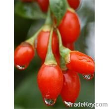 Goji wolfberry Goji extract