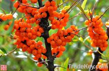 Sea buckthorn Extract Isorhamnetin 5%