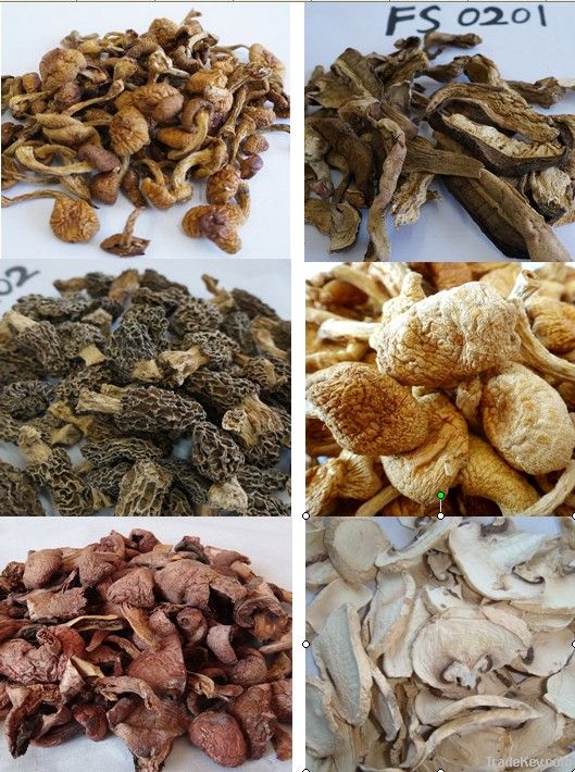 Dried morel mushrooms on sale
