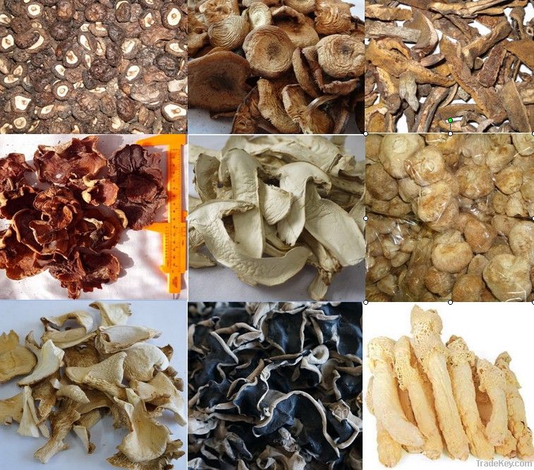 Dried champignon mushroom on sale