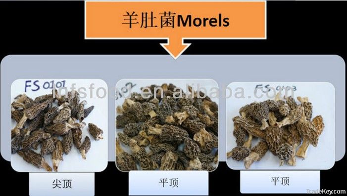 Dried morel morchella mushroom