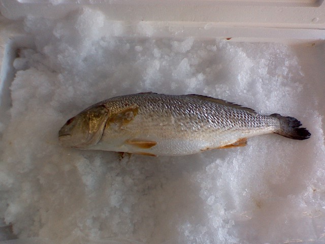 Channel Bass(Red Drum, Red Fish)