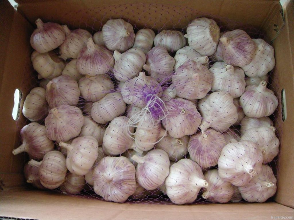 china fresh garlic from garlic exporter