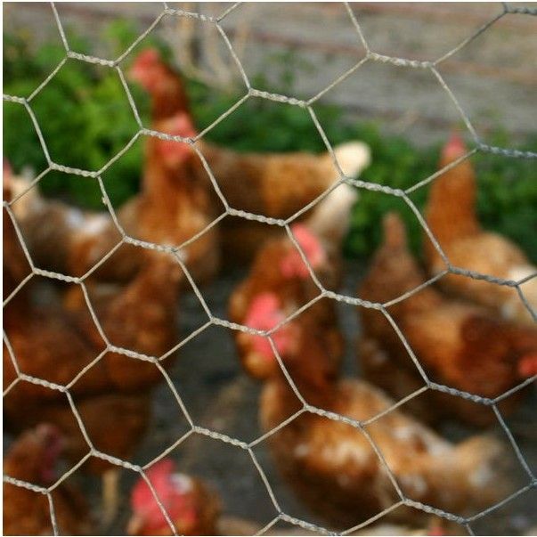 High quality galvanized welded wire mesh for rabbit wire cages