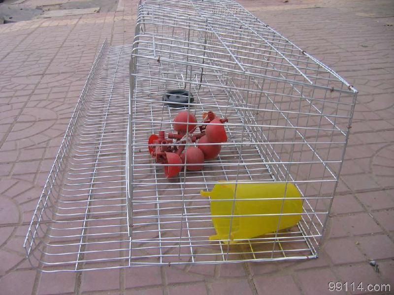 High quality galvanized welded wire mesh for rabbit wire cages