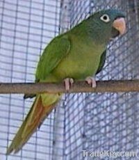 Parrots, Love birds, Cockatoos, Canaries, Fiches, Doves, and many others