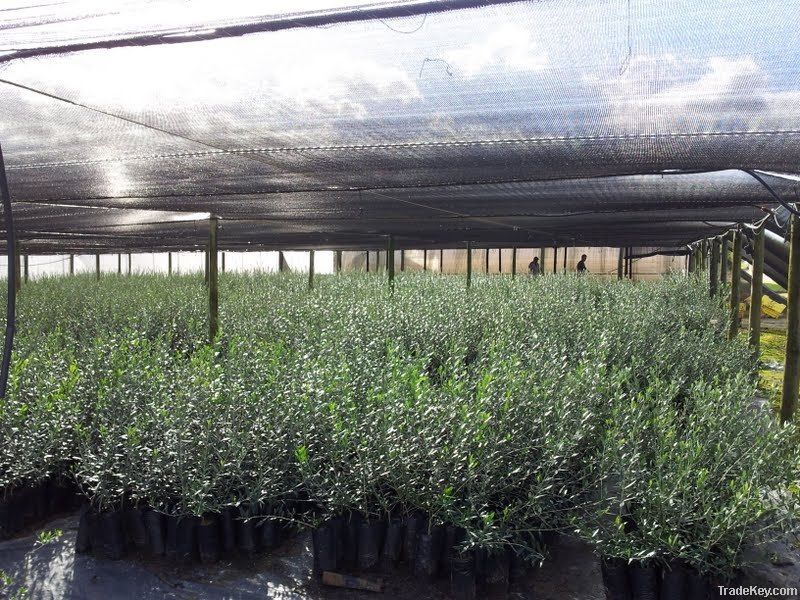 Olive Trees (Olive Nursery)
