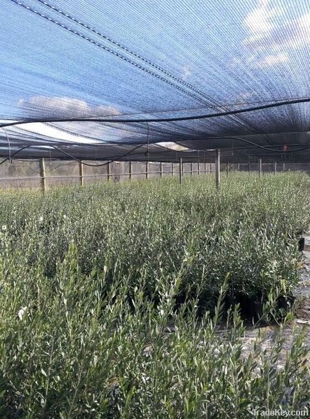 Olive Trees (Olive Nursery)