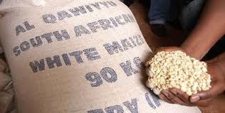 White Maize/Corn Suitable for Human Consumption