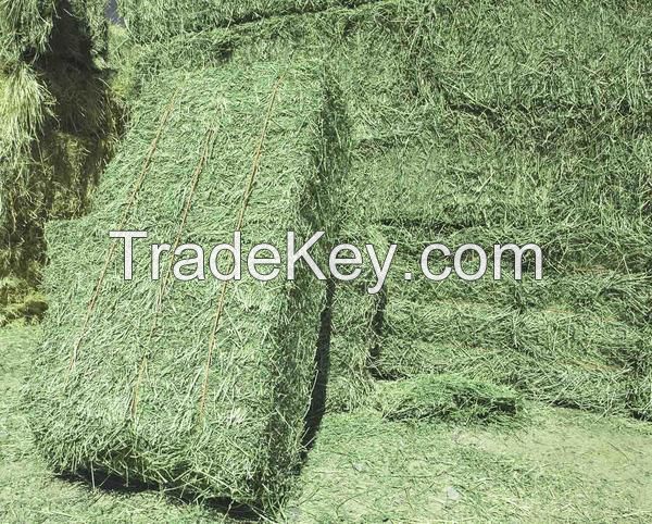 Premium Quality Alfalfa Hay Bales