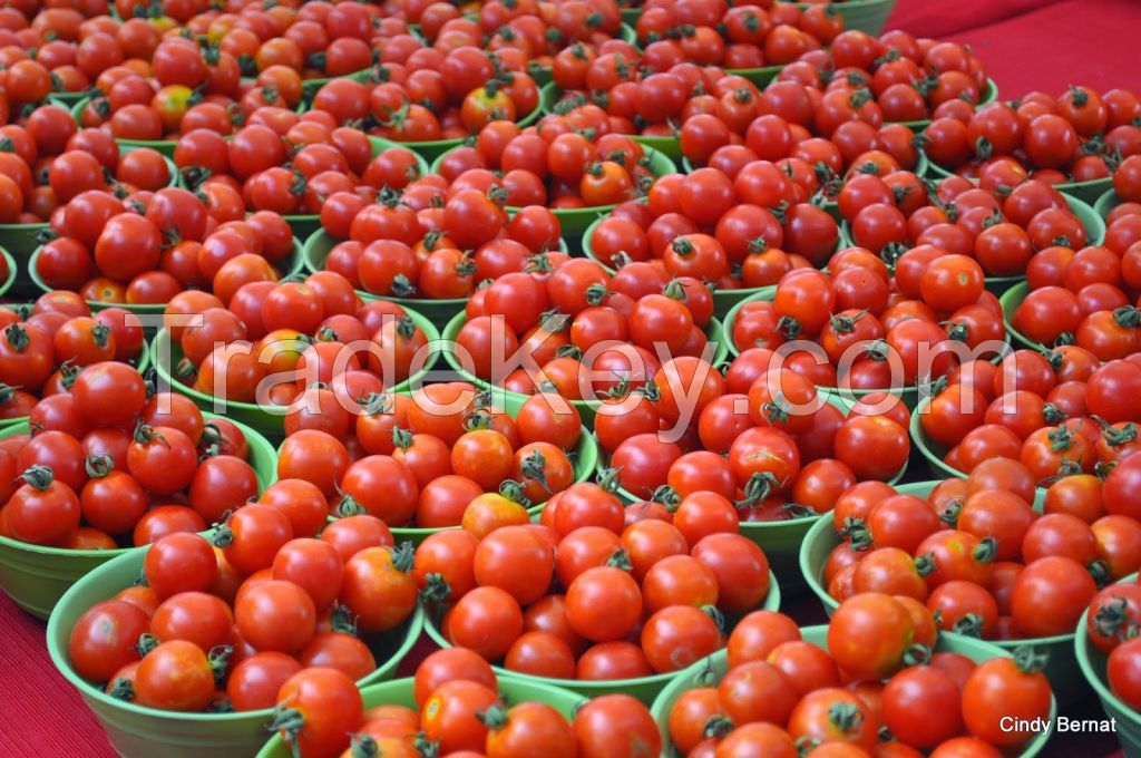 Fresh Farm Tomatoes