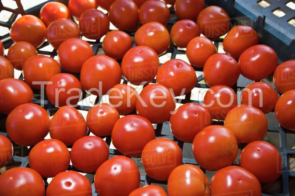 Fresh Farm Tomatoes