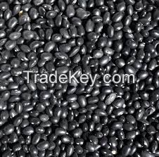 BLACK KIDNEY BEANS     SMALL BLACK BEANS     BEST PRICE AND QUALITY