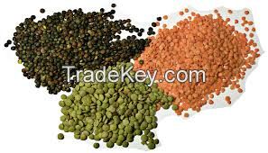 Whole Red Lentil Football Red Lentil Split Red Lentil Red lentils / Red Crimson Lentils Puy lentils Green lentils Brown lentils Yellow Split Lentils Yellow lentils / Yellow Whole lentils Black beluga lentils