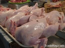 HALAL WHOLE FORZEN CHICKEN