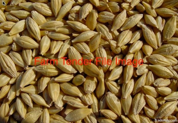 Barley for malting & stock feed,barley importer,buy barley,barley buyer,import barley,barley suppliers,barley exporters,barley manufacturers,barley traders