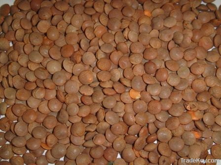 red lentils importers,red lentils buyers,red lentils importer,buy red lentils,red lentils buyer,import red lentils,red lentils suppliers,