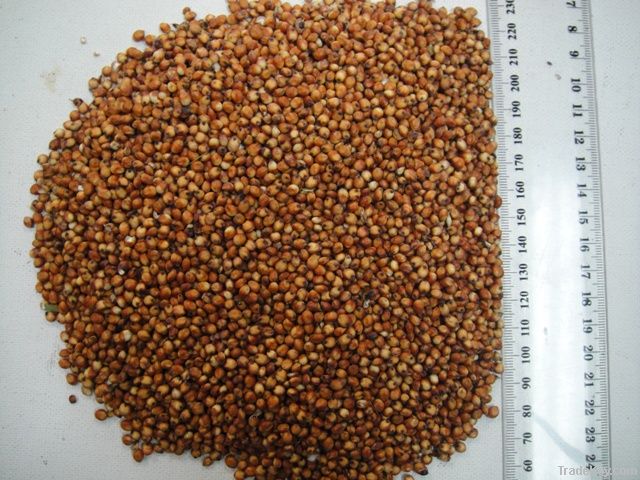 import red sorghum,red sorghum suppliers,red sorghum exporters,red sorghum manufacturers,red sorghum traders