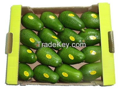 Fresh Handpicked Avocado