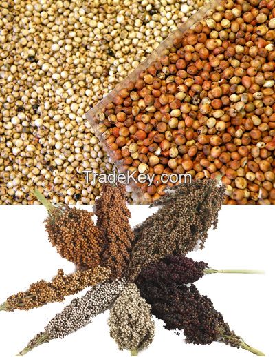 Grain Sorghum From Kenya, 100% Natural