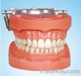 Standard Dentition Teeth Model with 32 Teeth With DP Articulator