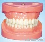 Removable Standard Dentition Model with Teeth