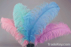 Ostrich Feather | Peacock Feathers | Goose Feathers