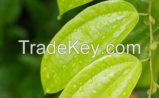 Ceylon Cinnamon Leaf Oil
