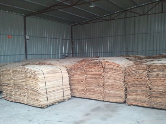 EUCALYPTUS FOR SALES