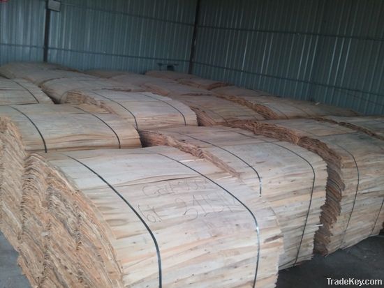 EUCALYPTUS FOR SALES