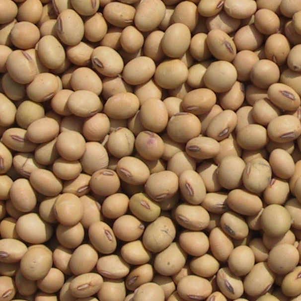 Soybeans from Uruguay